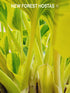 Hosta 'Ben Vernooij' - New Forest Hostas & Hemerocallis