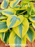 Hosta 'Ben Vernooij' - New Forest Hostas & Hemerocallis