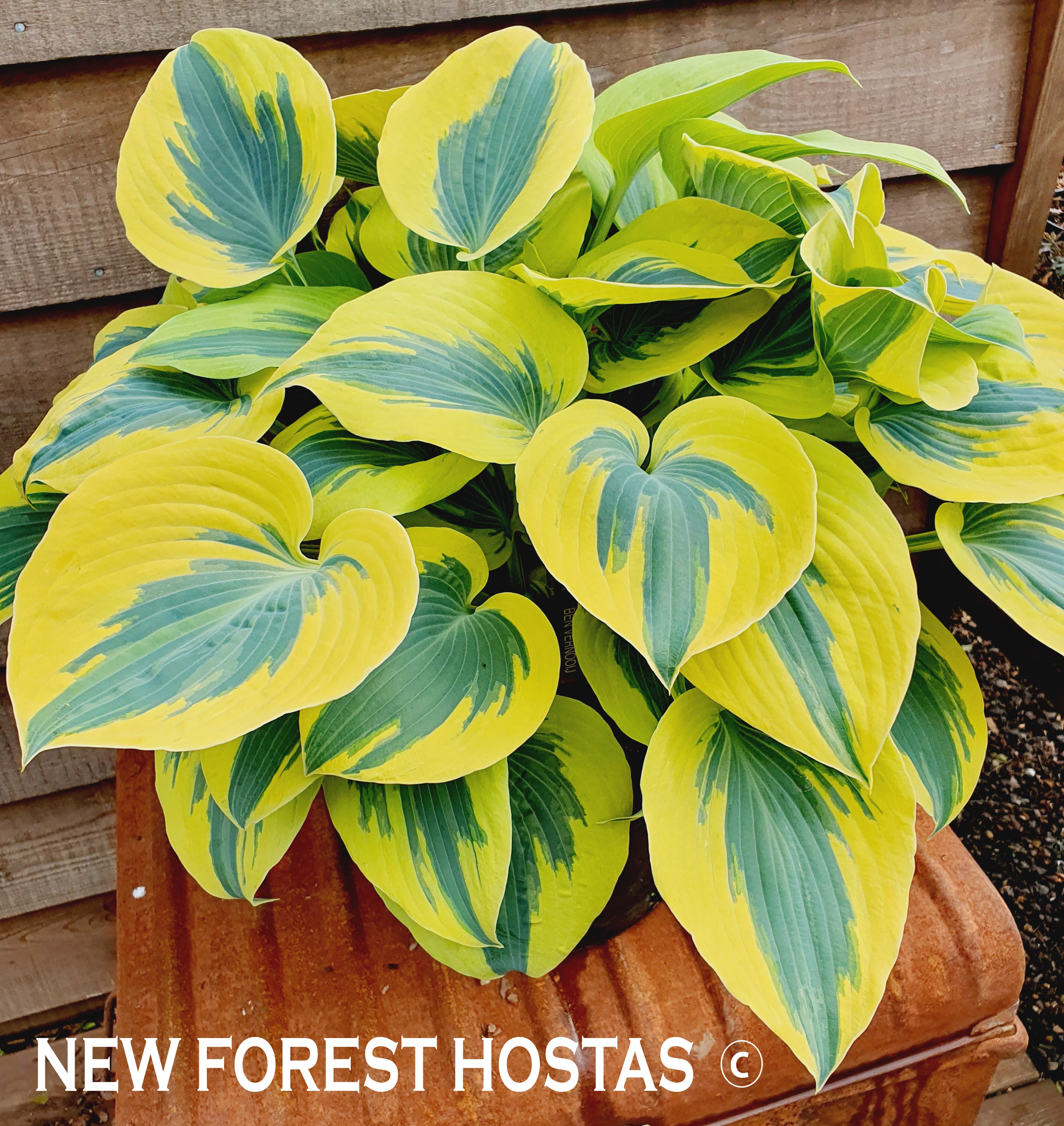 Hosta 'Ben Vernooij' - New Forest Hostas & Hemerocallis