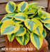 Hosta 'Ben Vernooij' - New Forest Hostas & Hemerocallis