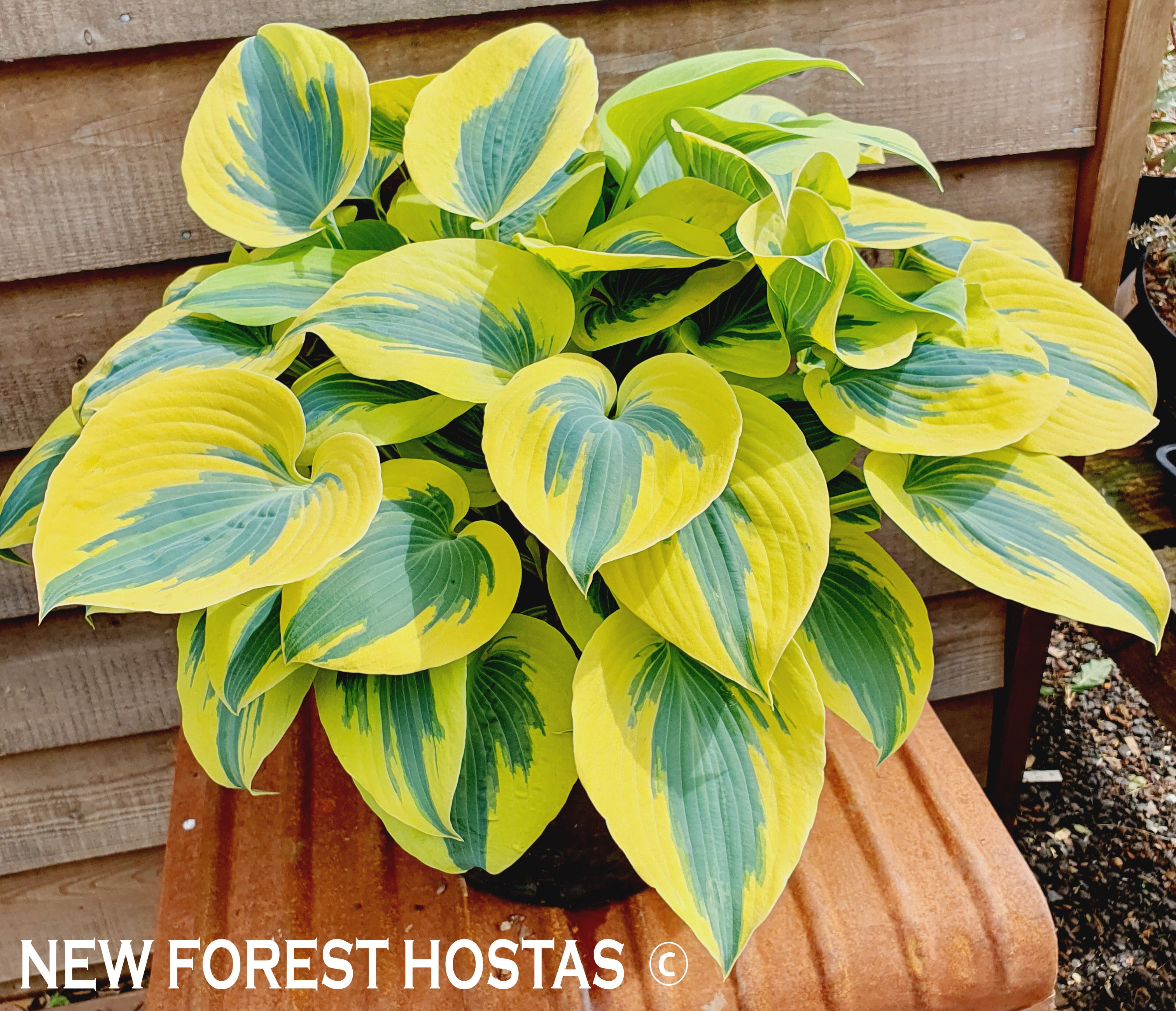 Hosta 'Ben Vernooij' - New Forest Hostas & Hemerocallis