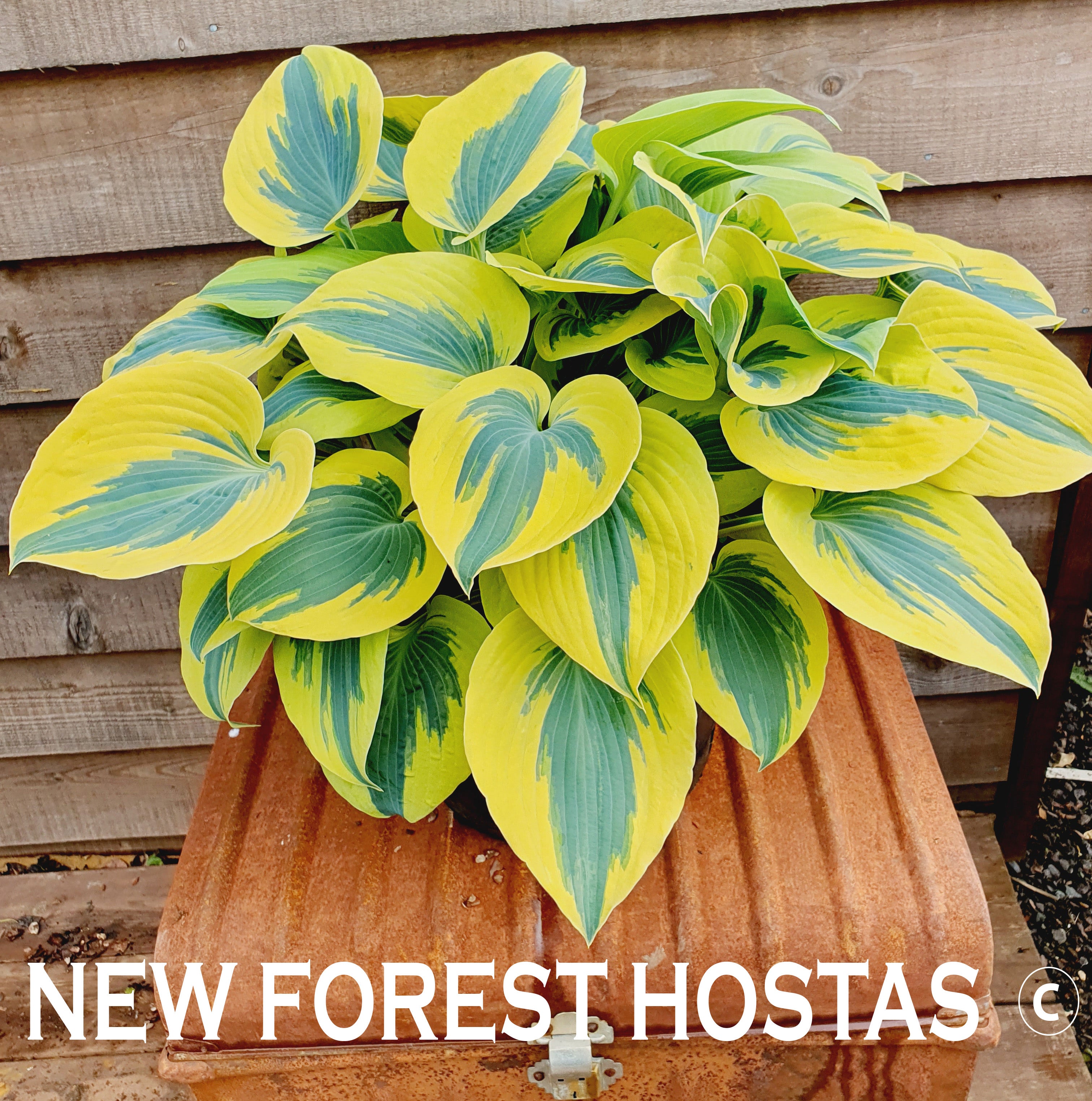 Hosta 'Ben Vernooij' - New Forest Hostas & Hemerocallis