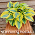 Hosta 'Ben Vernooij' - New Forest Hostas & Hemerocallis