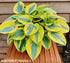 Hosta 'Ben Vernooij' - New Forest Hostas & Hemerocallis