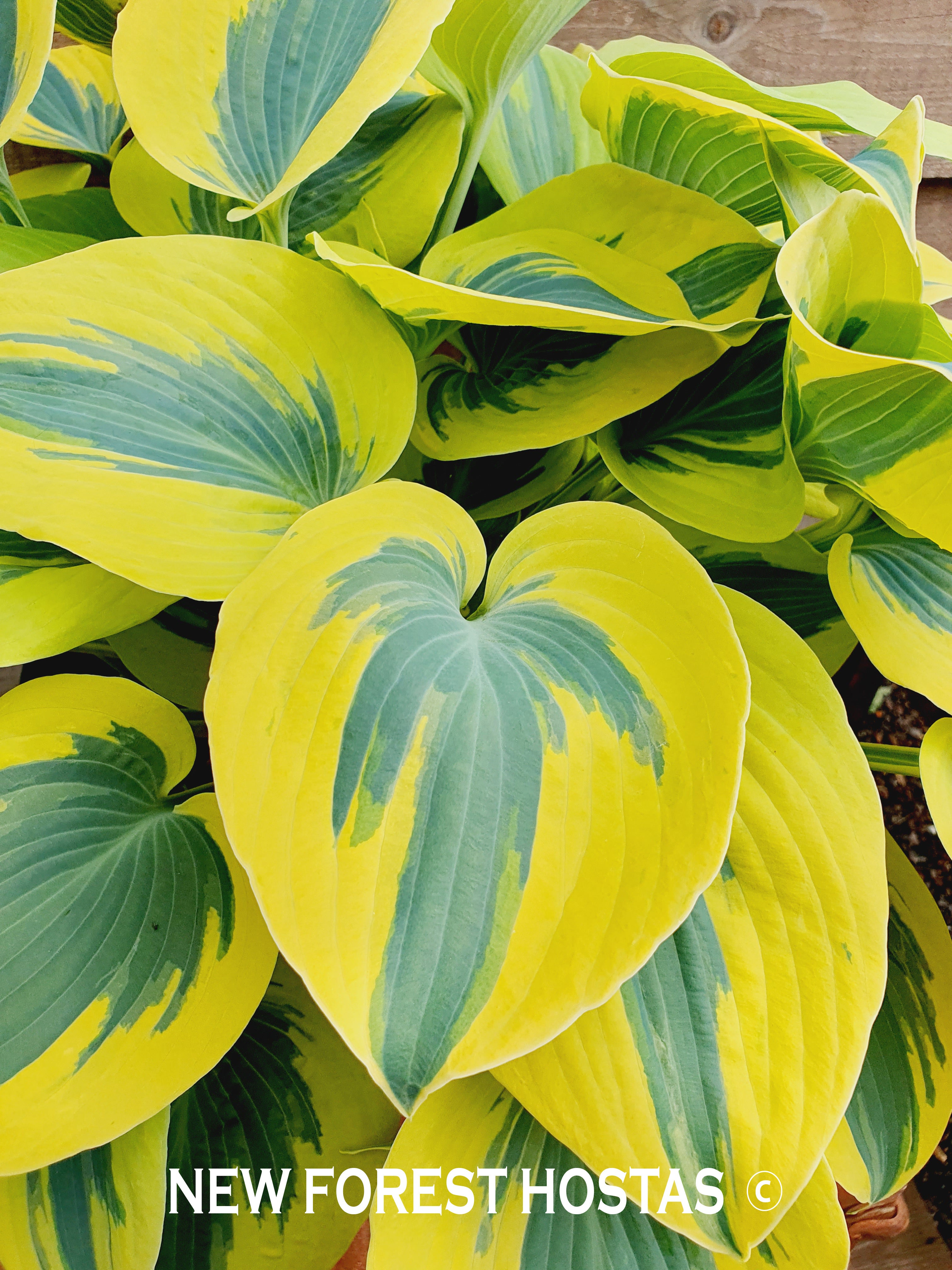 Hosta 'Ben Vernooij' - New Forest Hostas & Hemerocallis