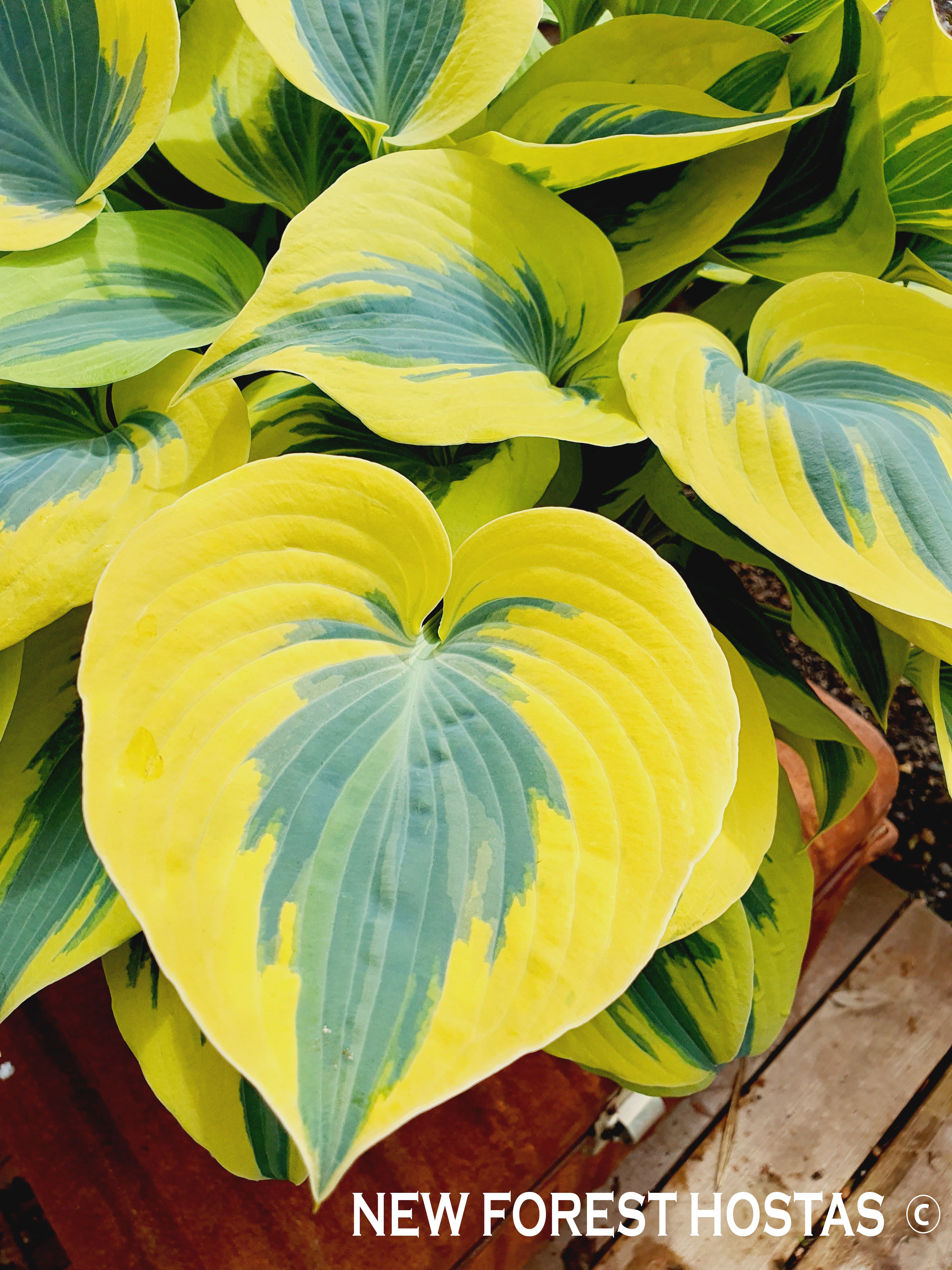 Hosta 'Ben Vernooij' - New Forest Hostas & Hemerocallis