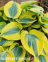 Hosta 'Ben Vernooij' - New Forest Hostas & Hemerocallis
