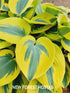 Hosta 'Ben Vernooij' - New Forest Hostas & Hemerocallis