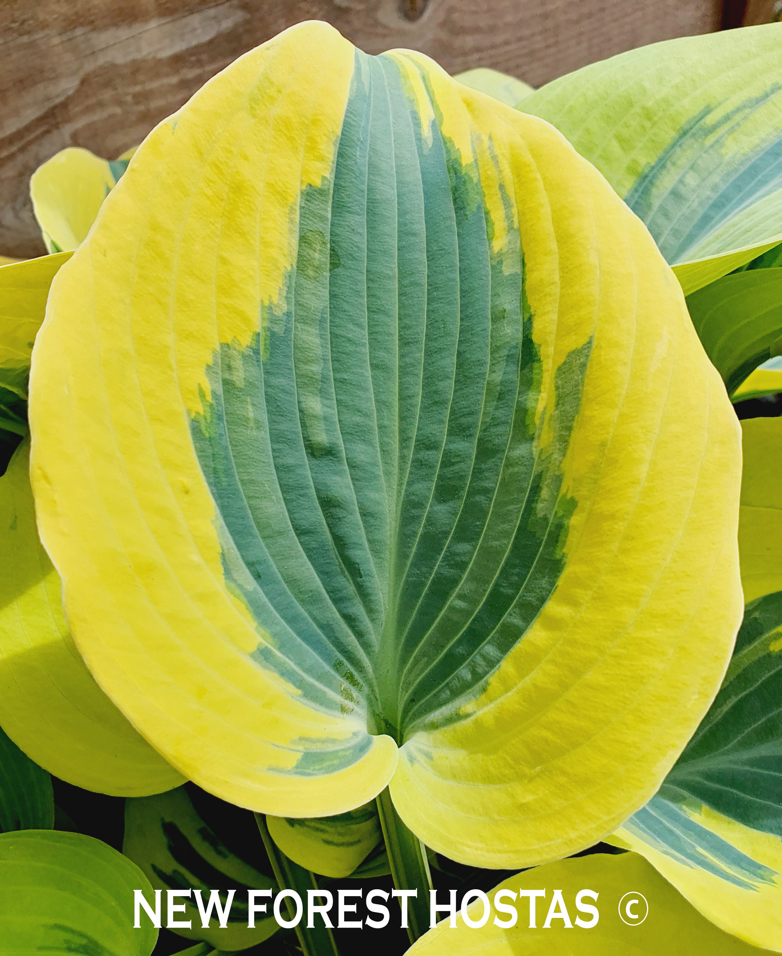 Hosta 'Ben Vernooij' - New Forest Hostas & Hemerocallis