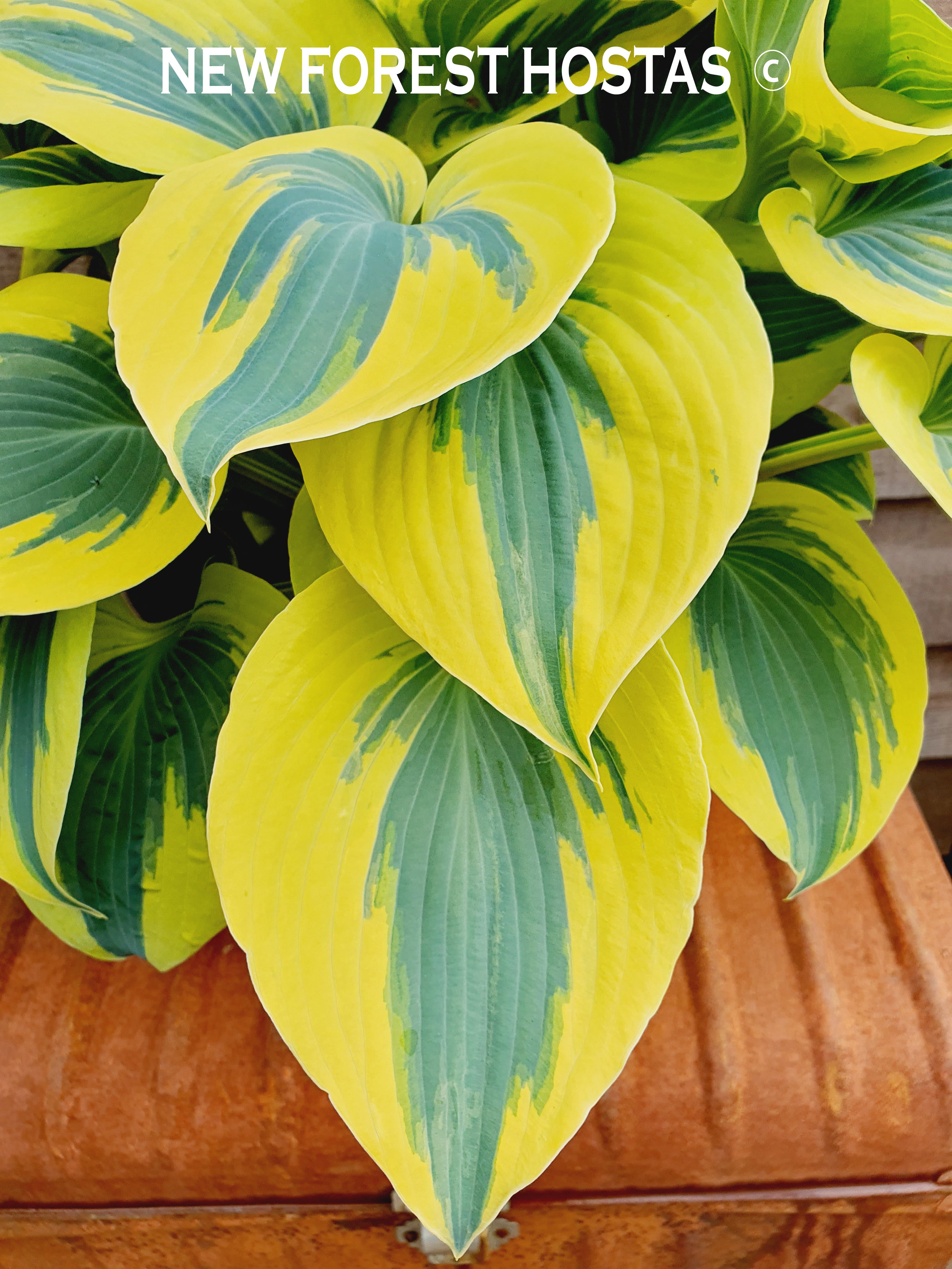 Hosta 'Ben Vernooij' - New Forest Hostas & Hemerocallis