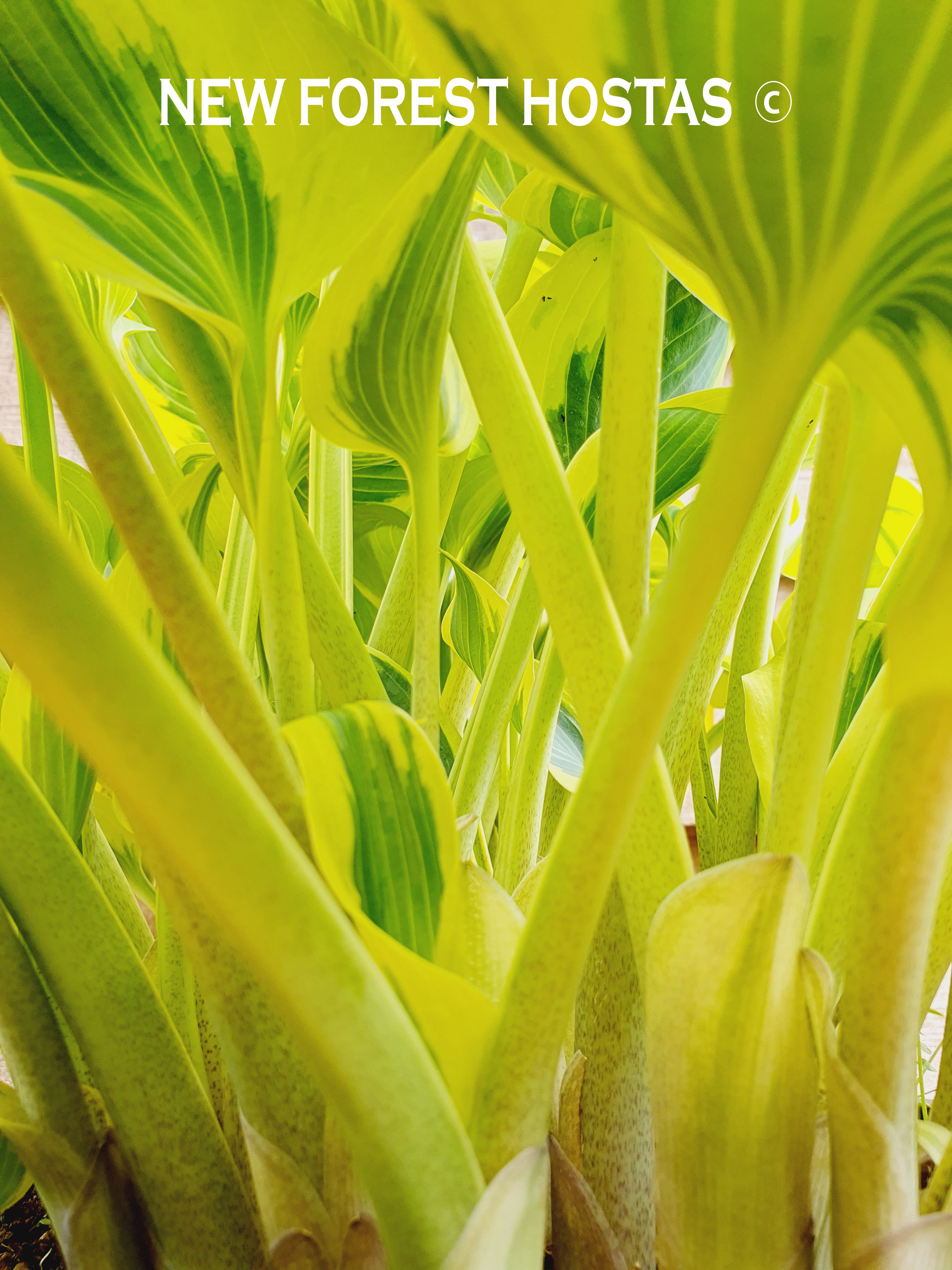 Hosta 'Ben Vernooij' - New Forest Hostas & Hemerocallis