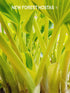 Hosta 'Ben Vernooij' - New Forest Hostas & Hemerocallis