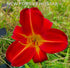 Hemerocallis 'Berlin Red' - New Forest Hostas & Hemerocallis