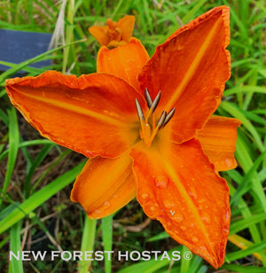 Hemerocallis 'Bernard Thompson' - New Forest Hostas & Hemerocallis