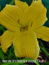 Hemerocallis 'Big Bird' - New Forest Hostas & Hemerocallis