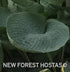 Hosta 'Big Daddy'- Larger Specimens - New Forest Hostas & Hemerocallis