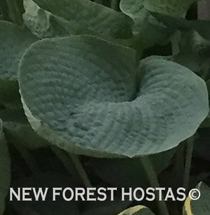 Hosta 'Big Daddy' - New Forest Hostas & Hemerocallis