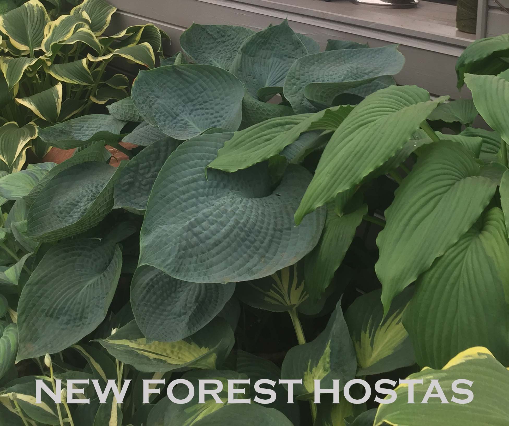 Hosta 'Big Daddy' - New Forest Hostas & Hemerocallis
