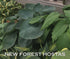 Hosta 'Big Daddy' - New Forest Hostas & Hemerocallis