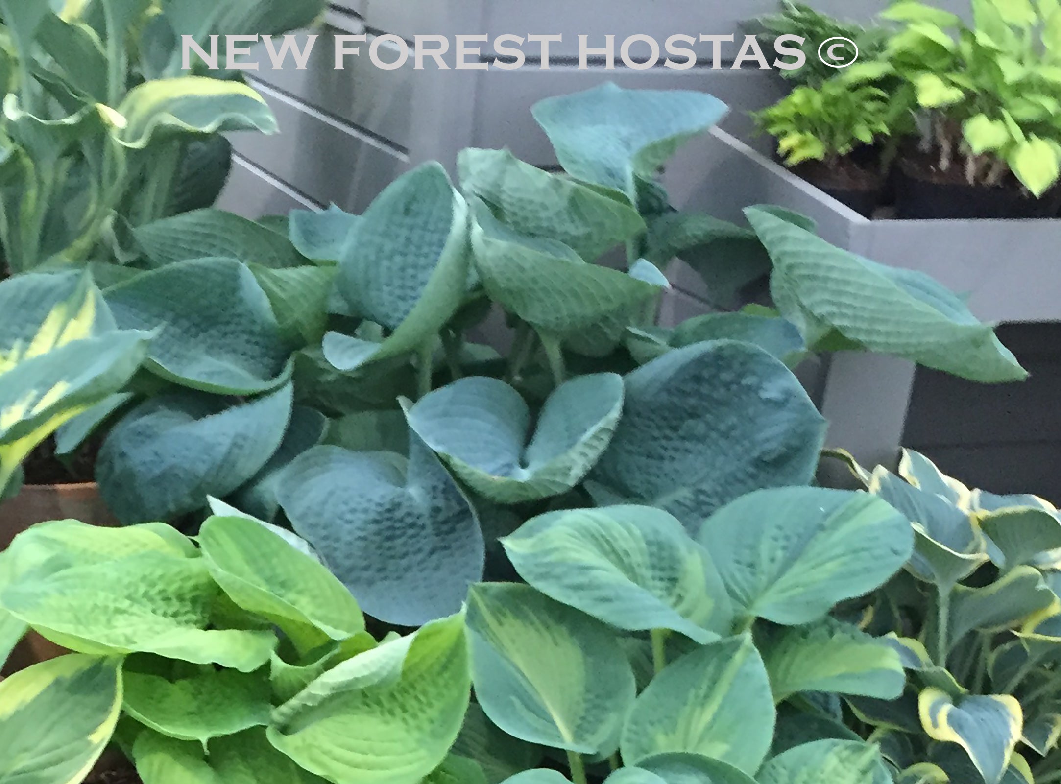 Hosta 'Big Daddy' - New Forest Hostas & Hemerocallis