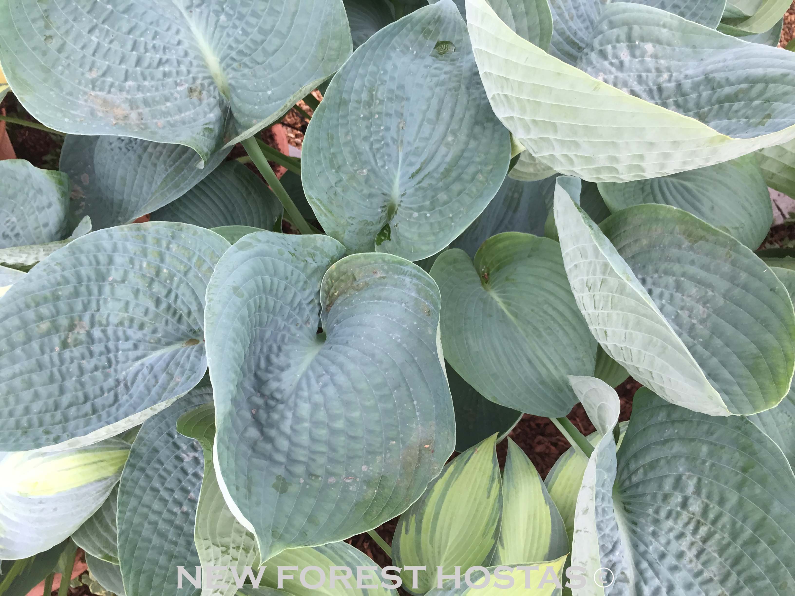 Hosta 'Big Daddy' - New Forest Hostas & Hemerocallis