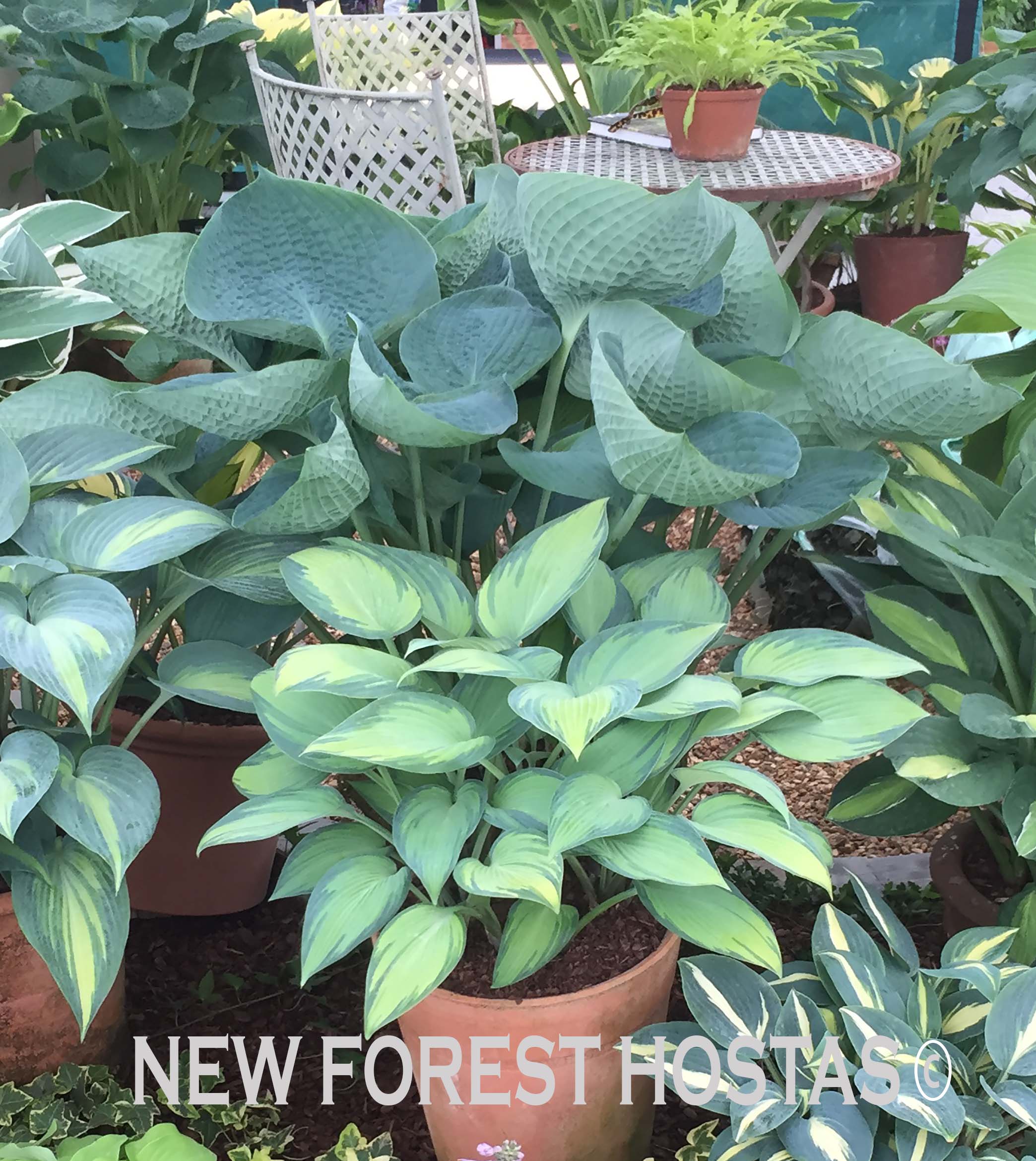 Hosta 'Big Daddy' - New Forest Hostas & Hemerocallis