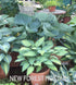Hosta 'Big Daddy' - New Forest Hostas & Hemerocallis