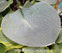 Hosta 'Big Daddy' - New Forest Hostas & Hemerocallis