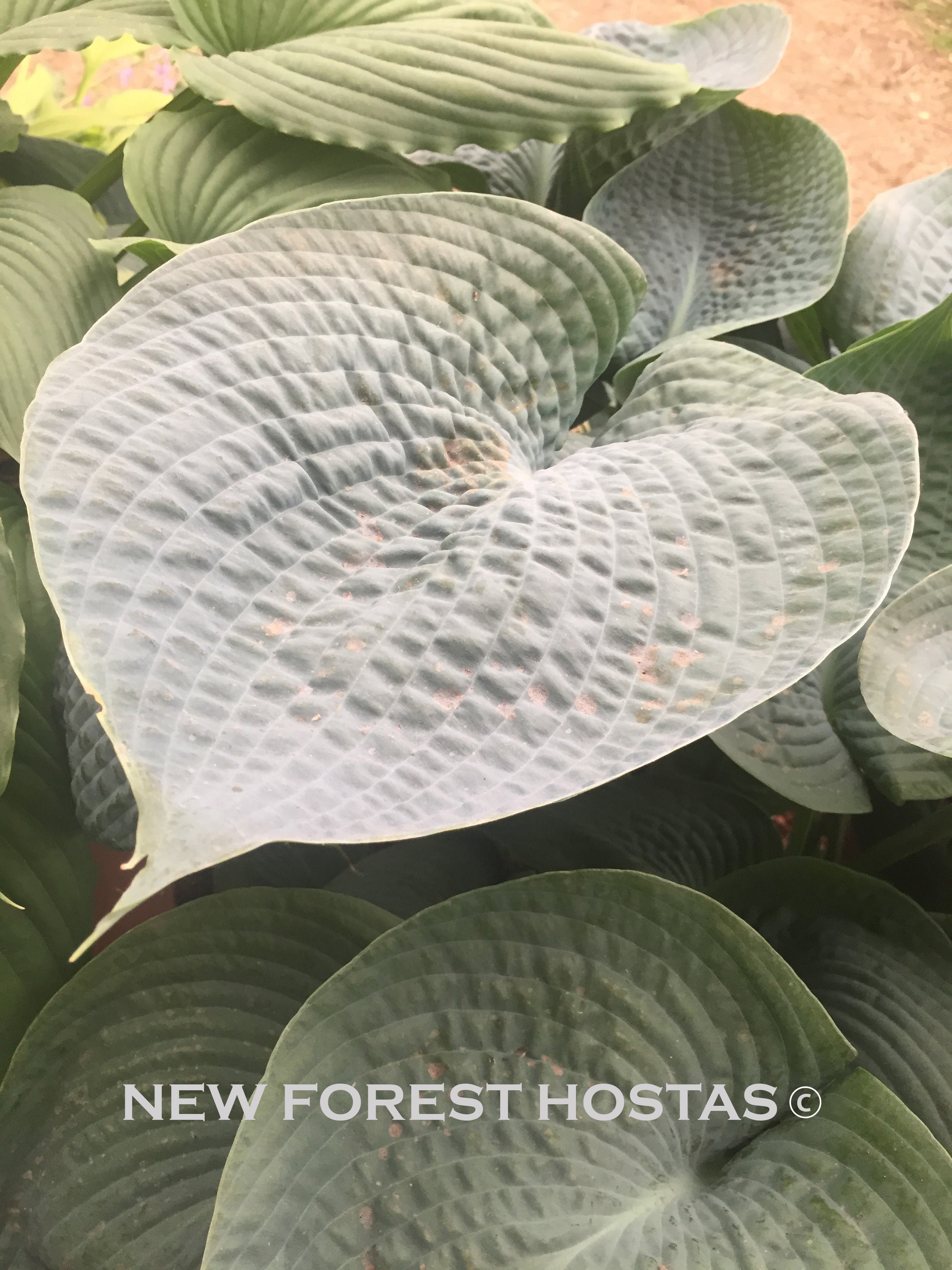 Hosta 'Big Daddy' - New Forest Hostas & Hemerocallis