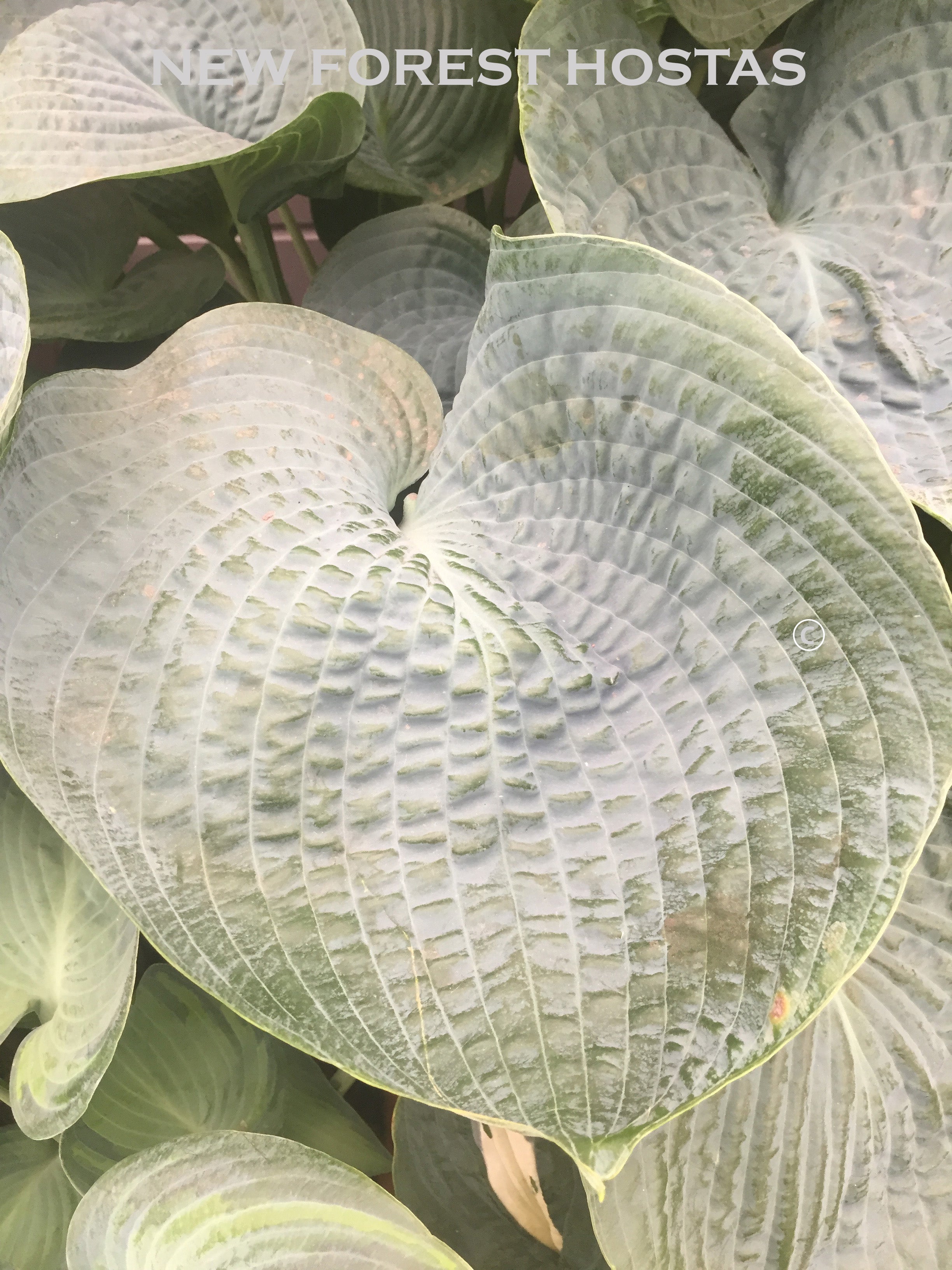 Hosta 'Big Daddy' - New Forest Hostas & Hemerocallis