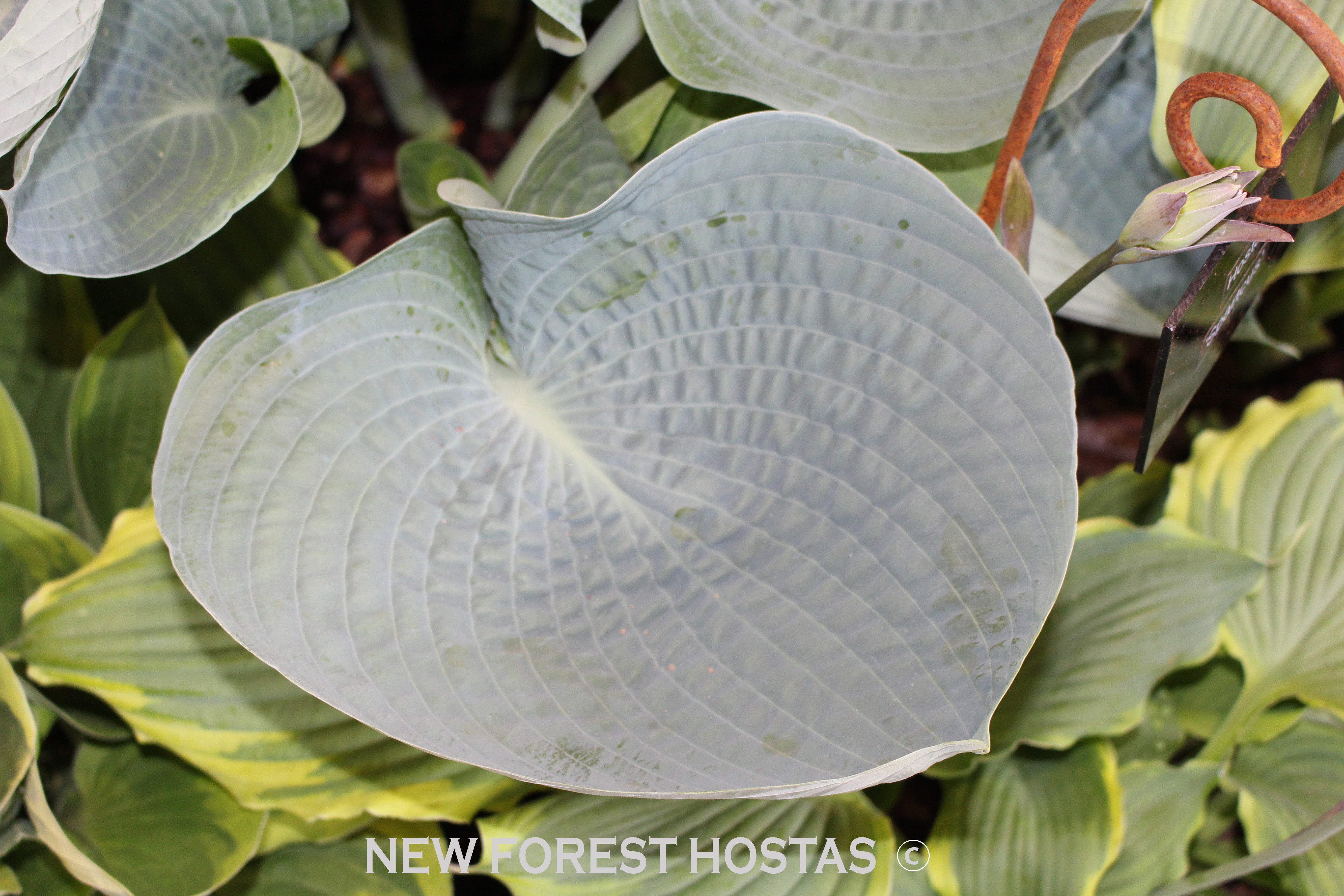 Hosta 'Big Daddy' - New Forest Hostas & Hemerocallis