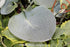 Hosta 'Big Daddy' - New Forest Hostas & Hemerocallis