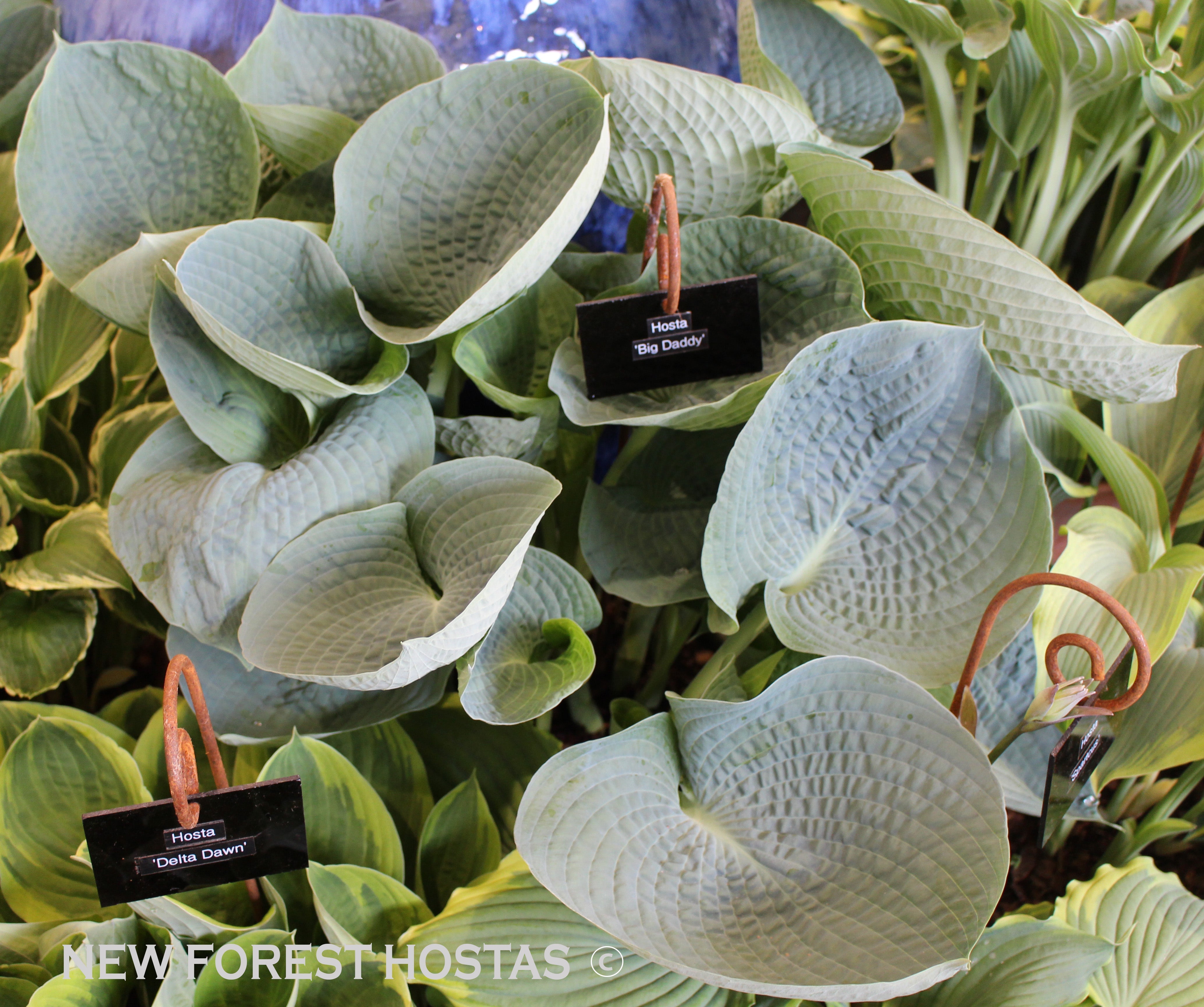 Hosta 'Big Daddy' - New Forest Hostas & Hemerocallis