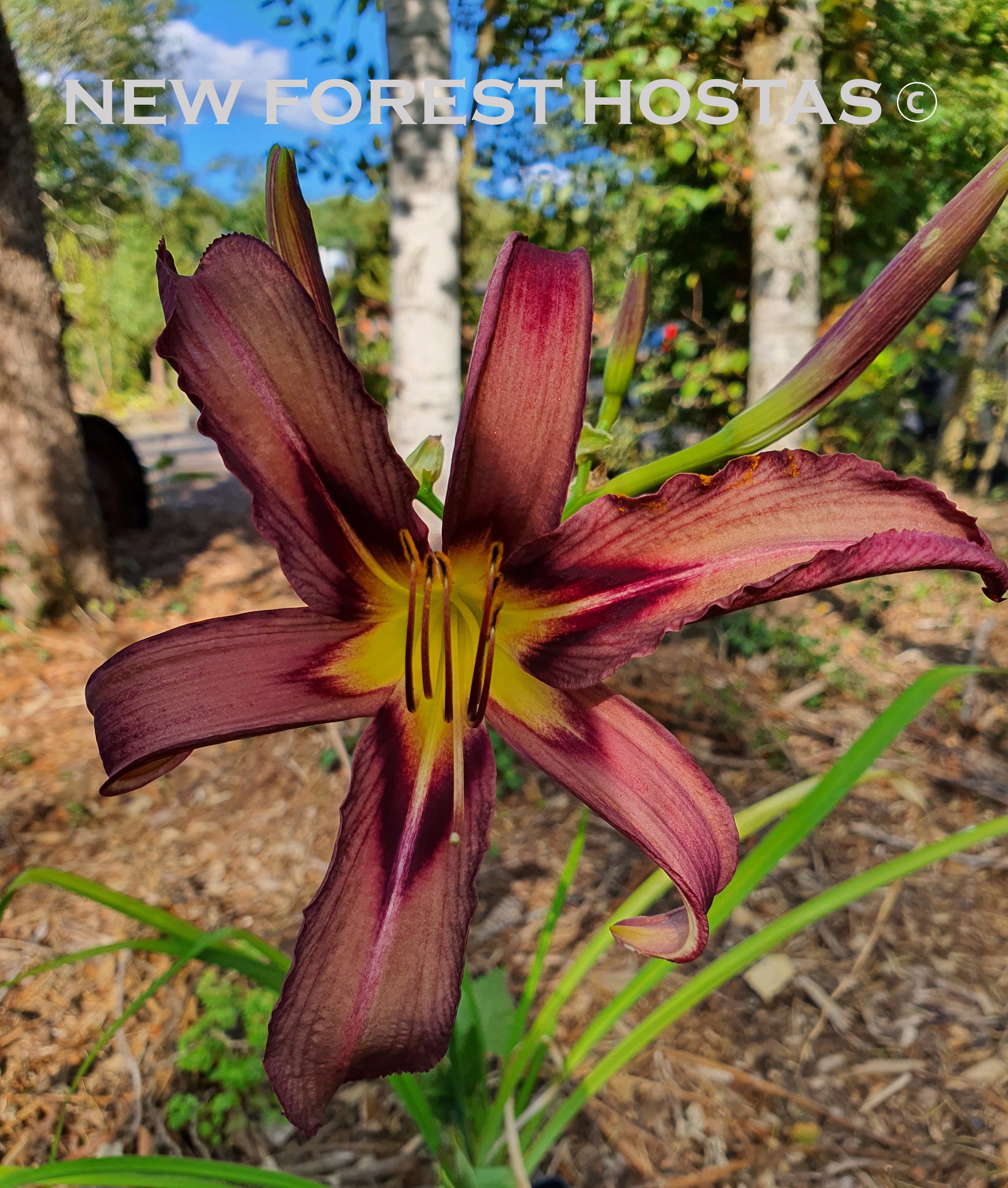 Hemerocallis 'Black Arrowhead' - New Forest Hostas & Hemerocallis