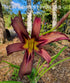 Hemerocallis 'Black Arrowhead' - New Forest Hostas & Hemerocallis
