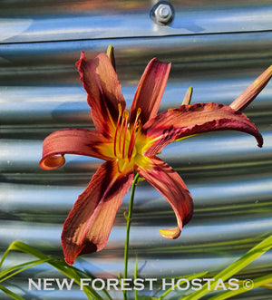 Hemerocallis 'Black Arrowhead' - New Forest Hostas & Hemerocallis