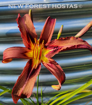 Hemerocallis 'Black Arrowhead' - New Forest Hostas & Hemerocallis