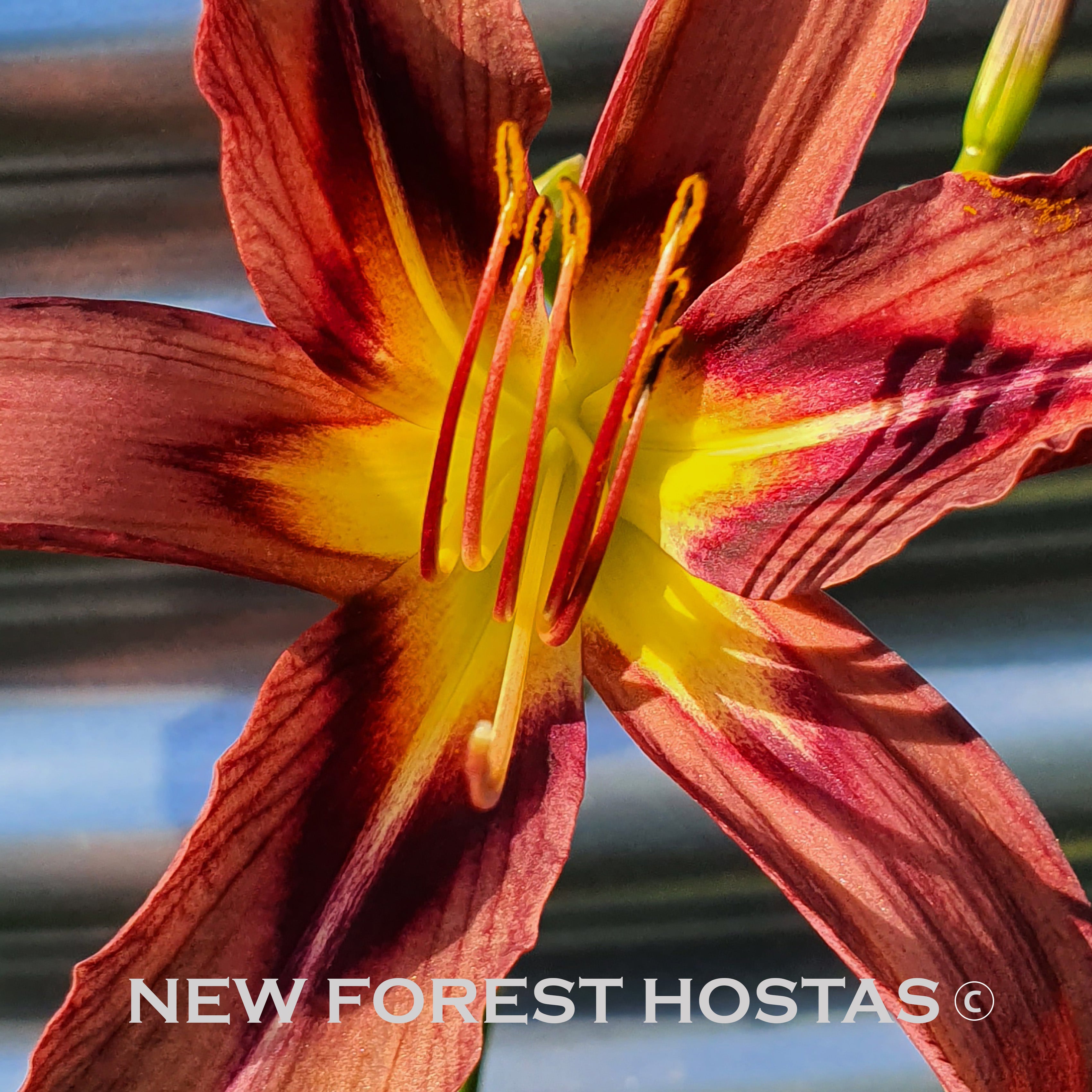 Hemerocallis 'Black Arrowhead' - New Forest Hostas & Hemerocallis