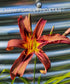 Hemerocallis 'Black Arrowhead' - New Forest Hostas & Hemerocallis