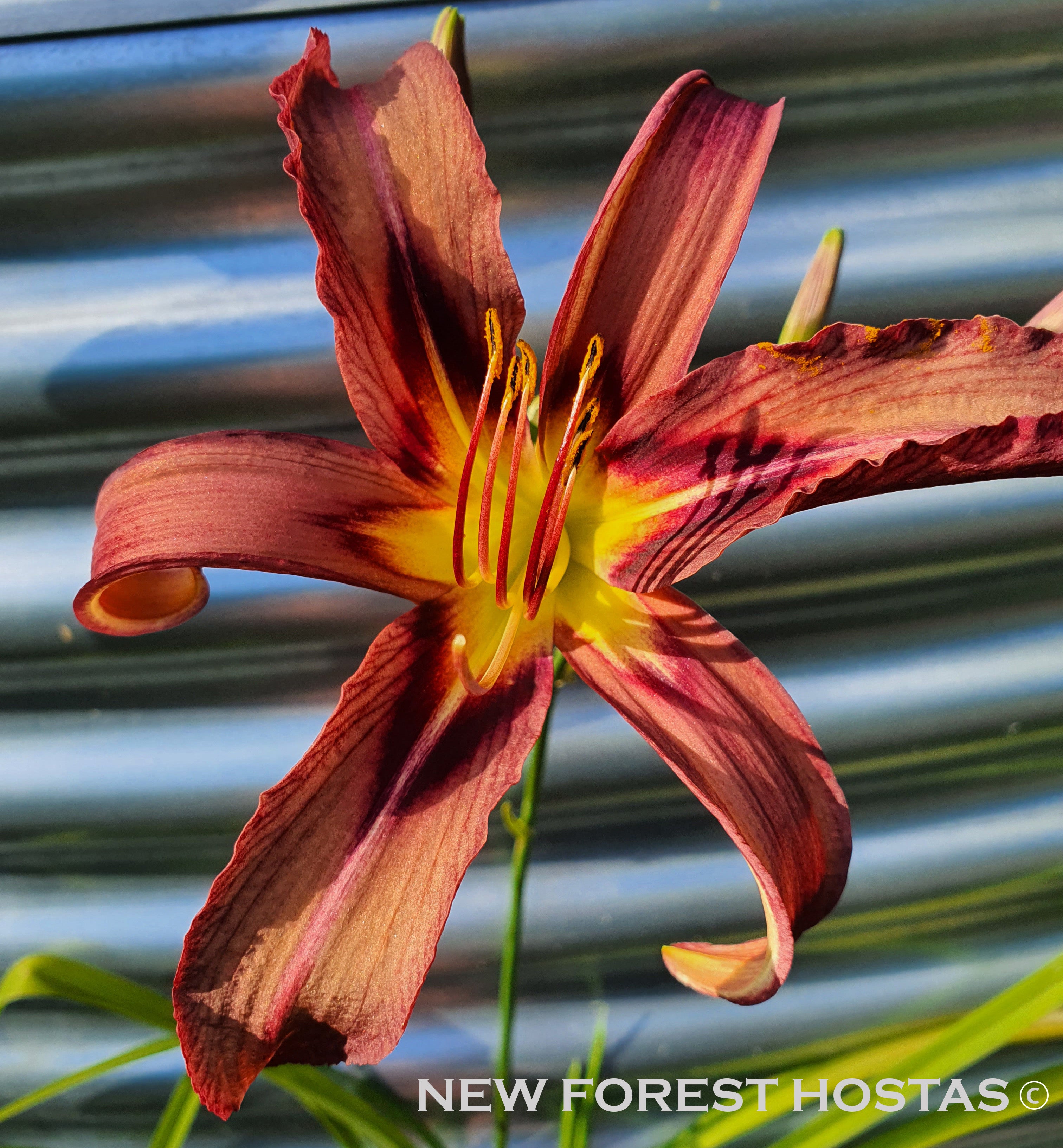Hemerocallis 'Black Arrowhead' - New Forest Hostas & Hemerocallis