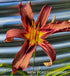 Hemerocallis 'Black Arrowhead' - New Forest Hostas & Hemerocallis