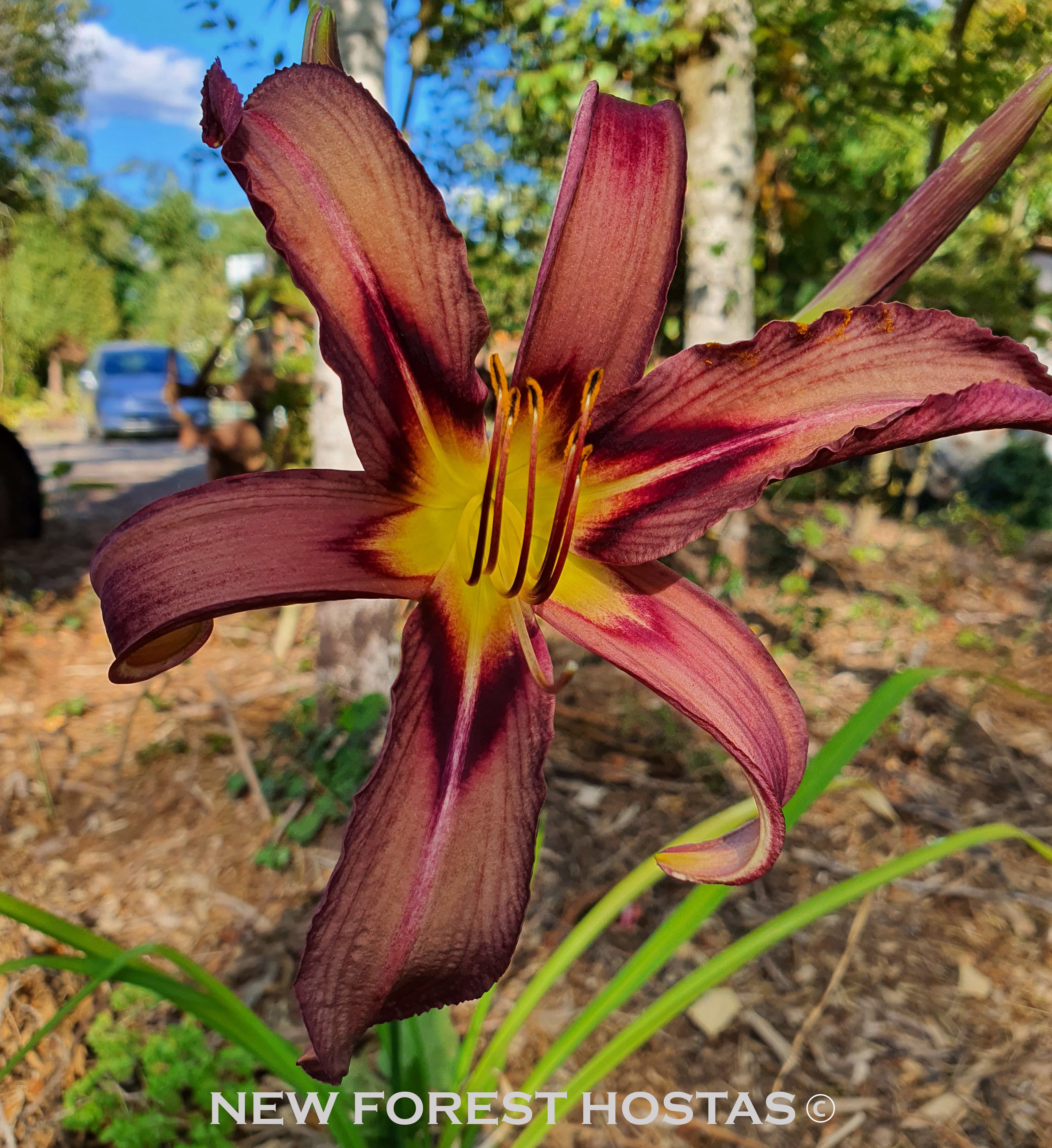 Hemerocallis 'Black Arrowhead' - New Forest Hostas & Hemerocallis