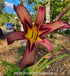 Hemerocallis 'Black Arrowhead' - New Forest Hostas & Hemerocallis
