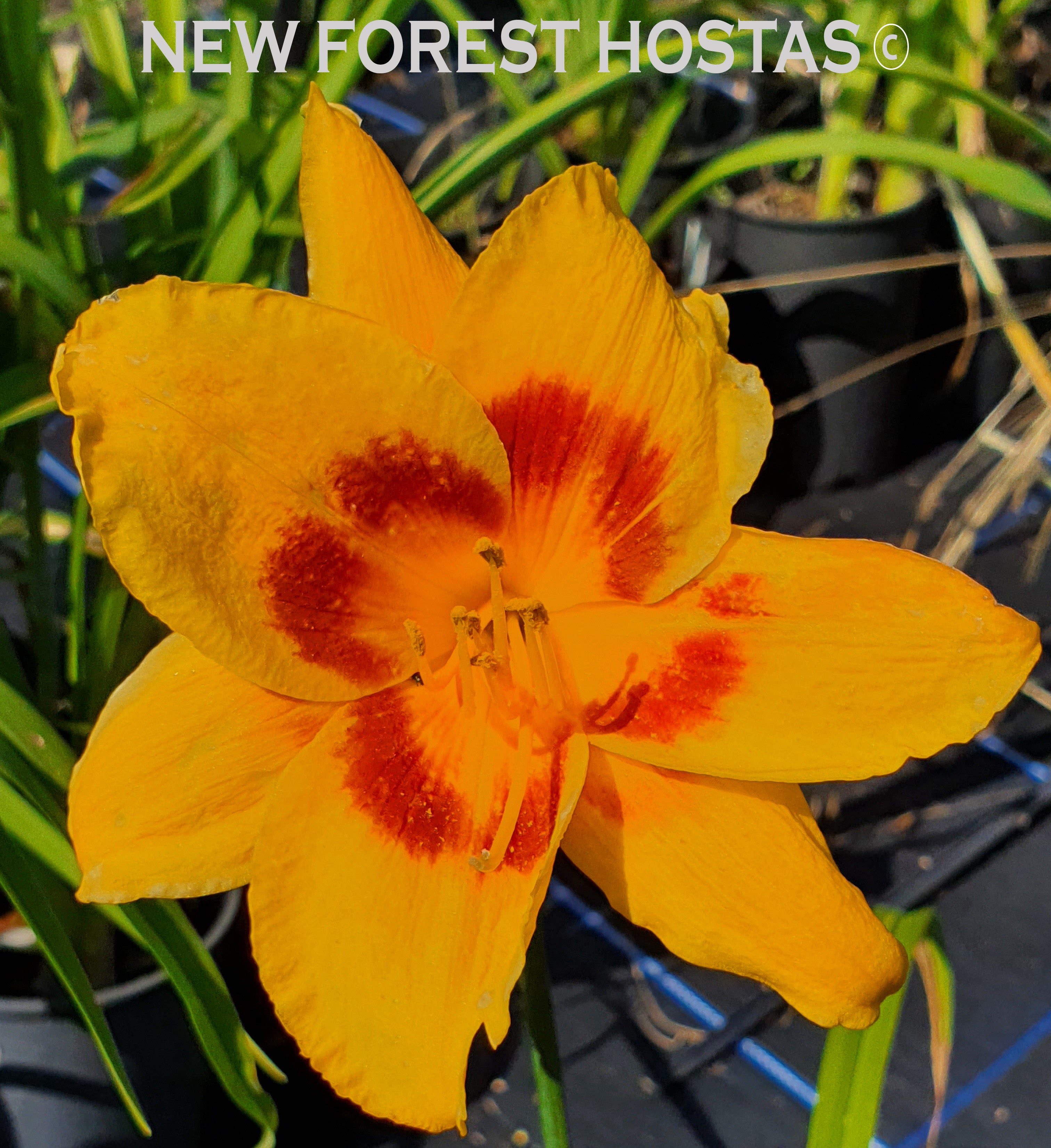 Hemerocallis 'Black Eyed Susan' - New Forest Hostas & Hemerocallis