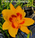 Hemerocallis 'Black Eyed Susan' - New Forest Hostas & Hemerocallis