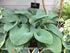 Hosta 'Blue Angel' - New Forest Hostas & Hemerocallis