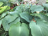 Hosta 'Blue Angel' - New Forest Hostas & Hemerocallis