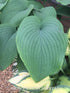 Hosta 'Blue Angel' - New Forest Hostas & Hemerocallis