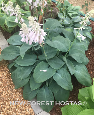 Hosta 'Blue Angel' - New Forest Hostas & Hemerocallis