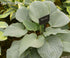Hosta 'Blueberry Muffin' - New Forest Hostas & Hemerocallis
